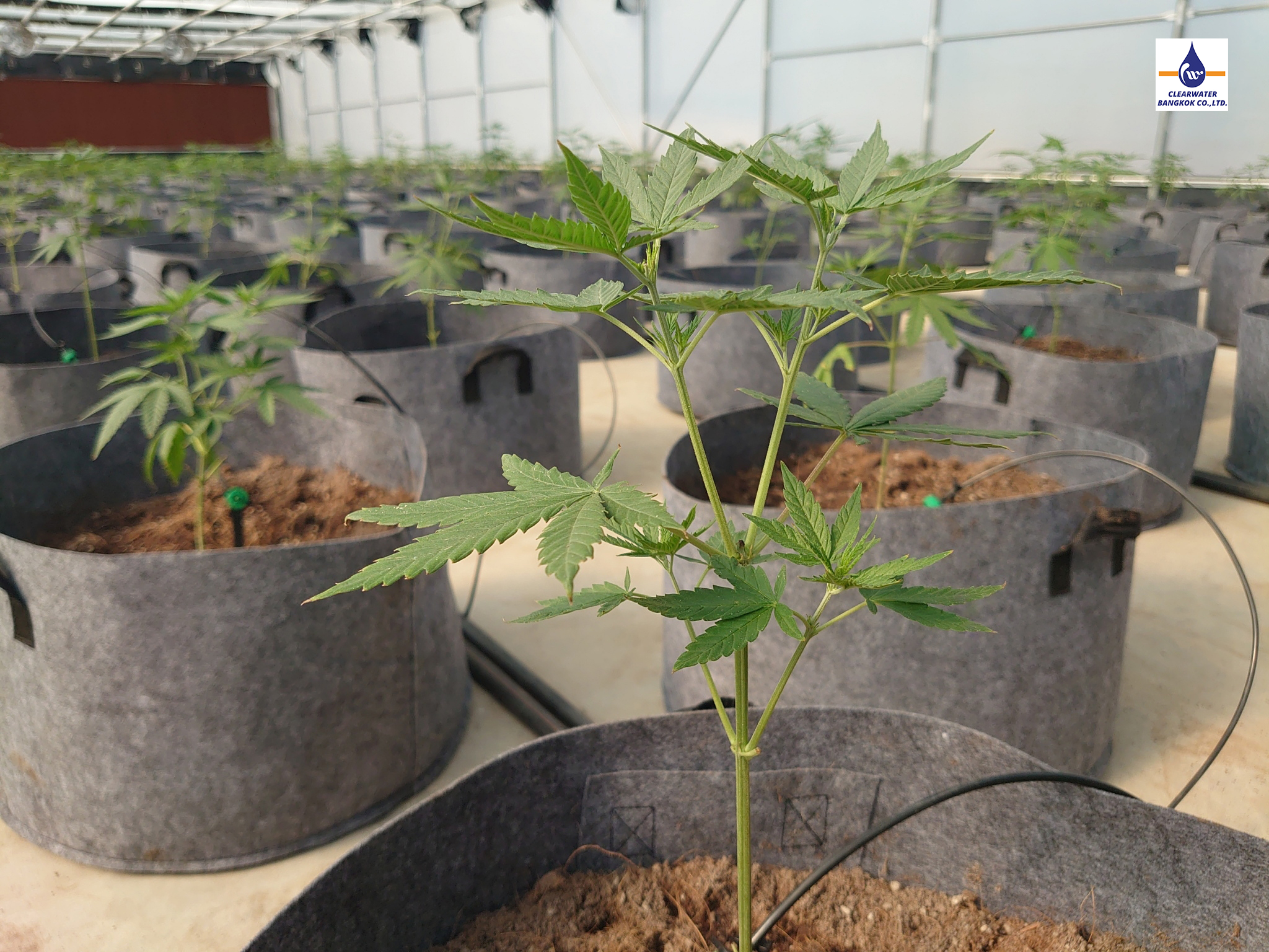 DOSATRON ในระบบ Green Houses