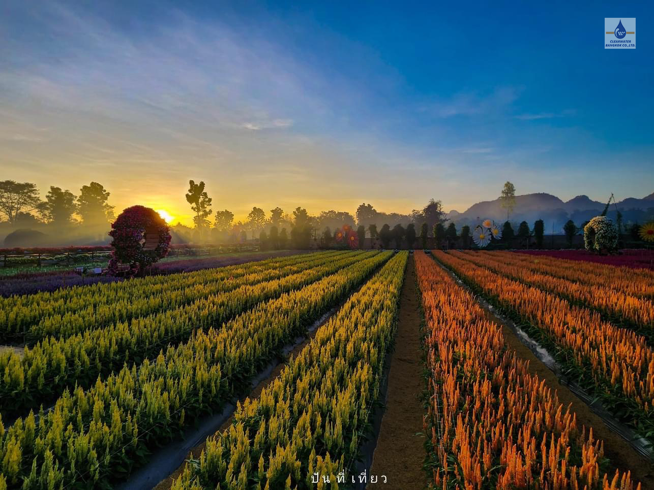 Dosatron รุ่น D20GL2 ที่สวนเมเปิ้ล