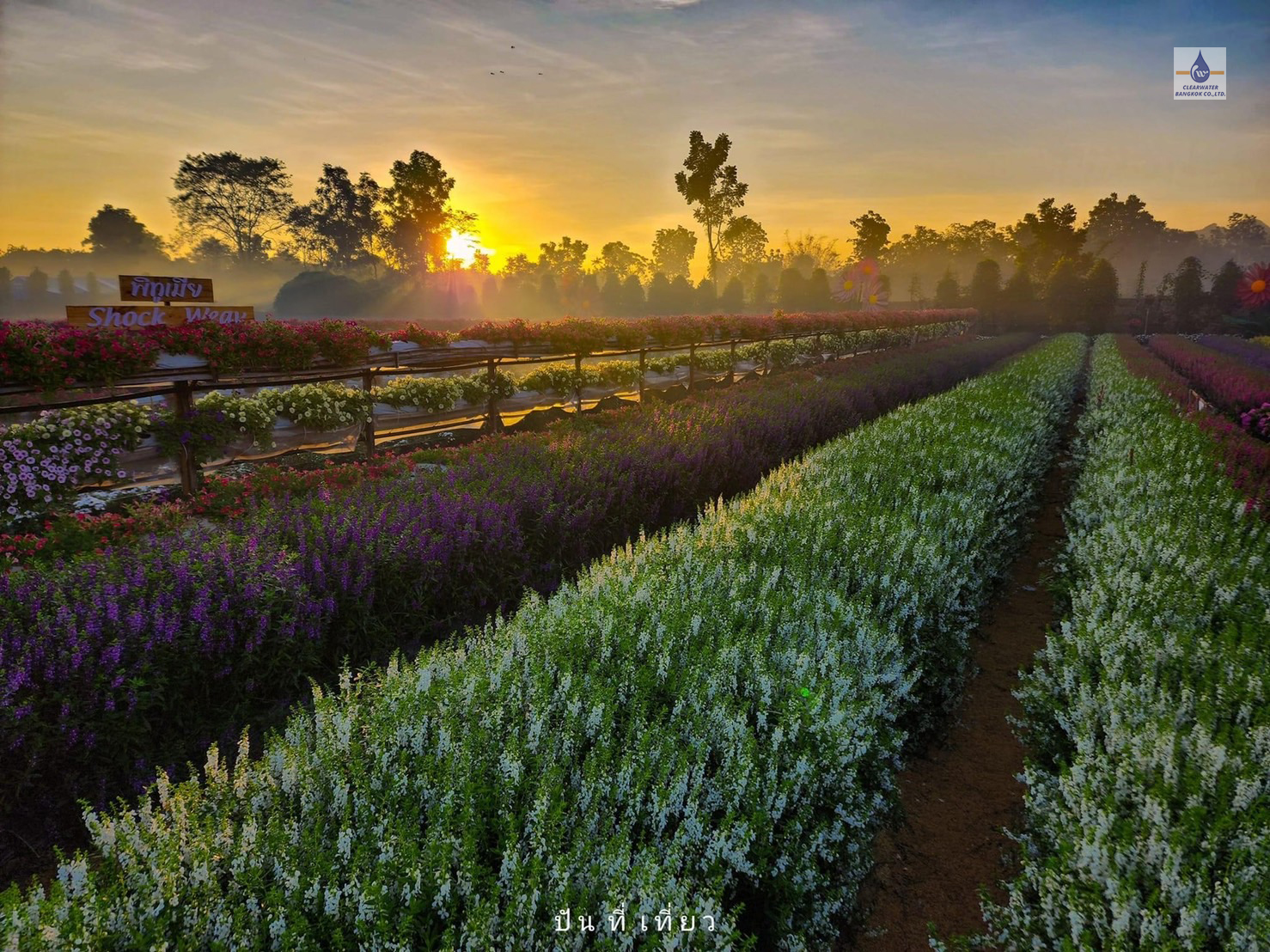 Dosatron รุ่น D20GL2 ที่สวนเมเปิ้ล