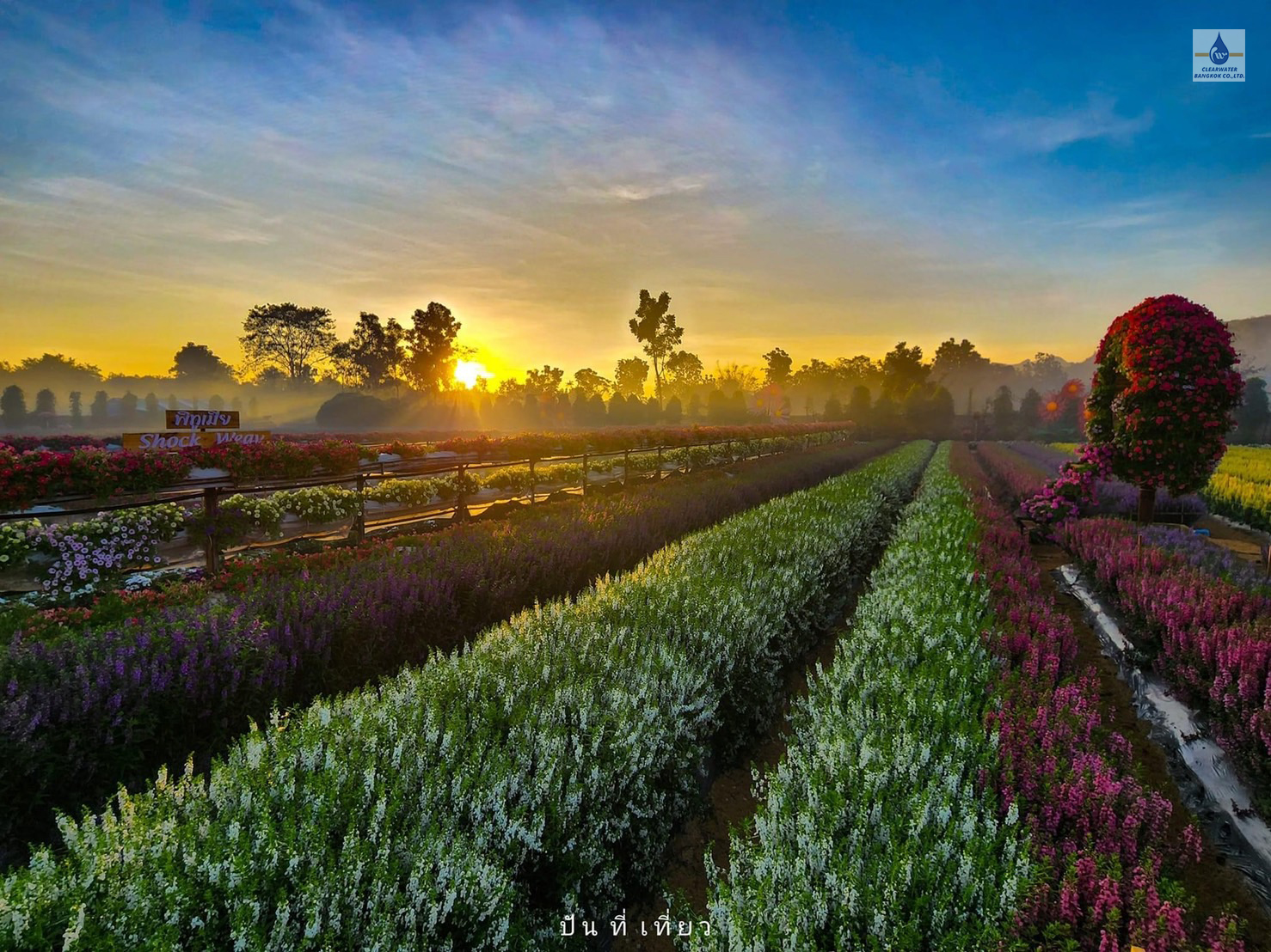 Dosatron รุ่น D20GL2 ที่สวนเมเปิ้ล