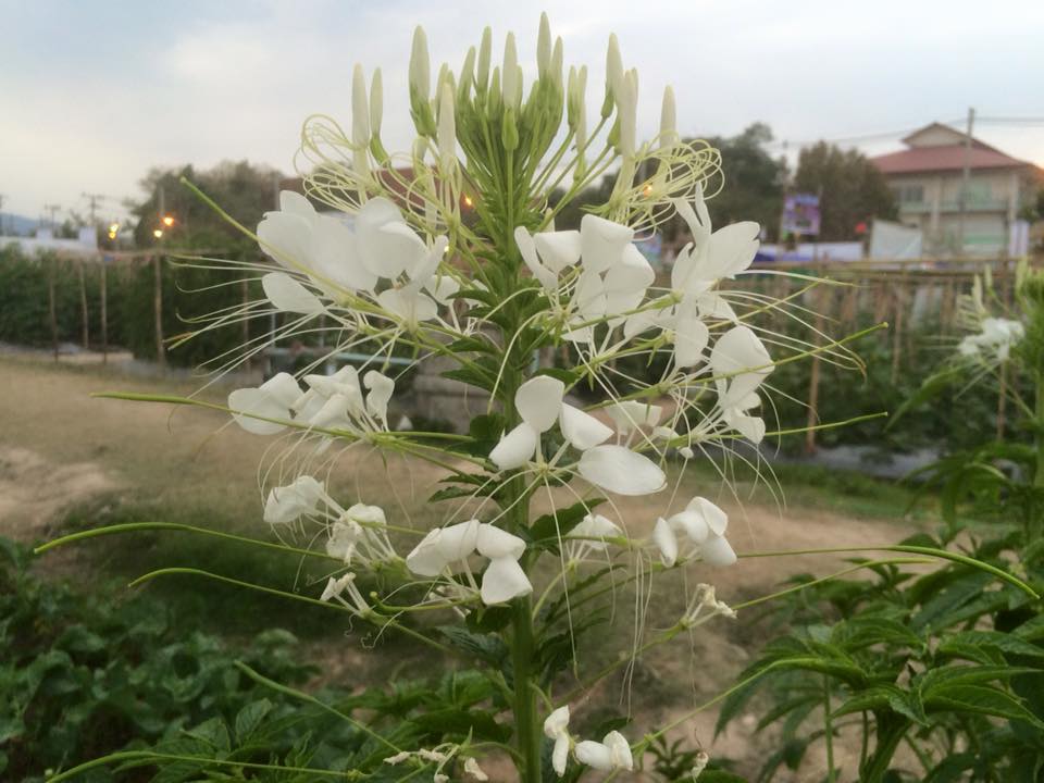 HAPPY AGRICULTURE 2016