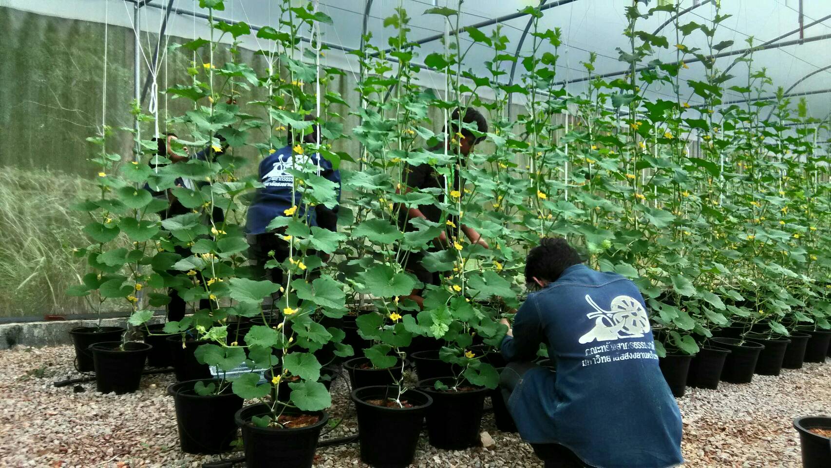 Dosatron greenhouse melon