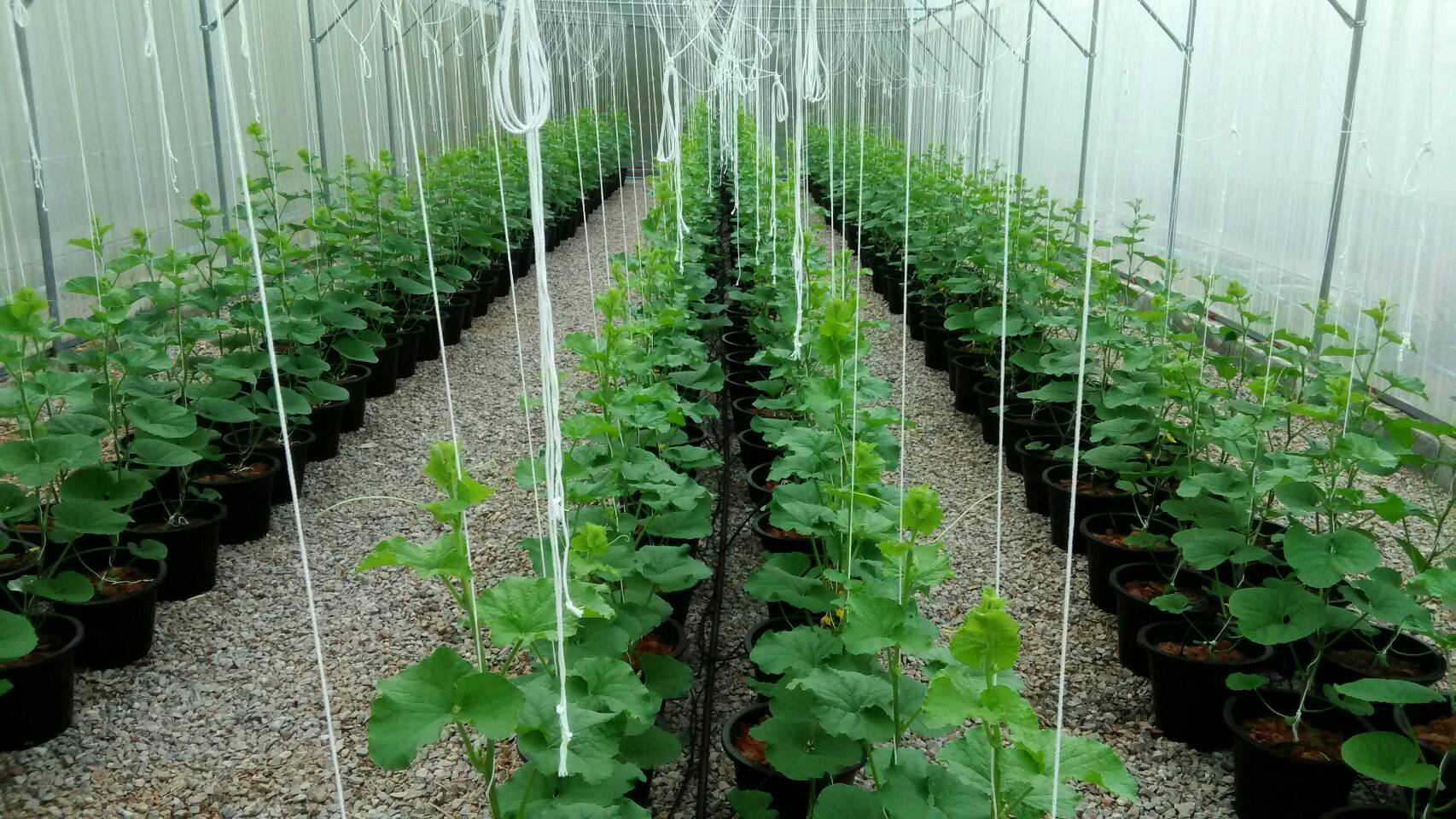 Dosatron greenhouse melon